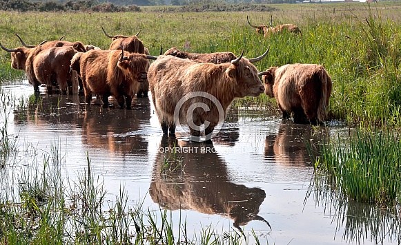 Highland cattle
