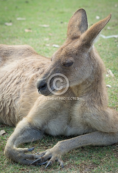 Red Kangaroo Lying Down