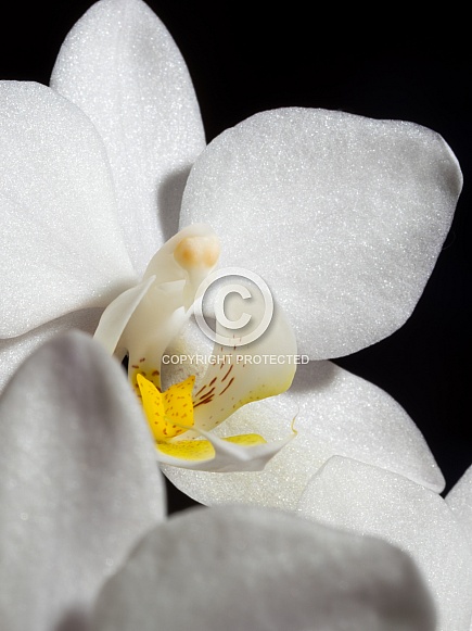 Mini Phalaenopsis Orchid Macro