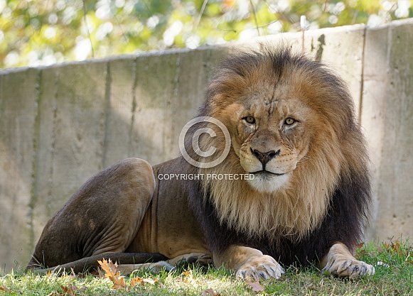 Male Lion