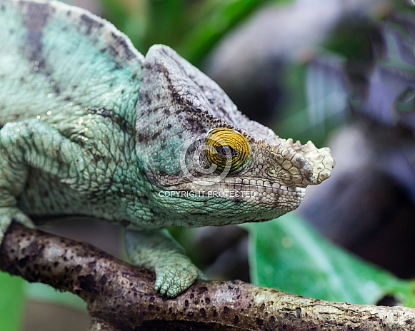 mellors chameleon mellors chameleon