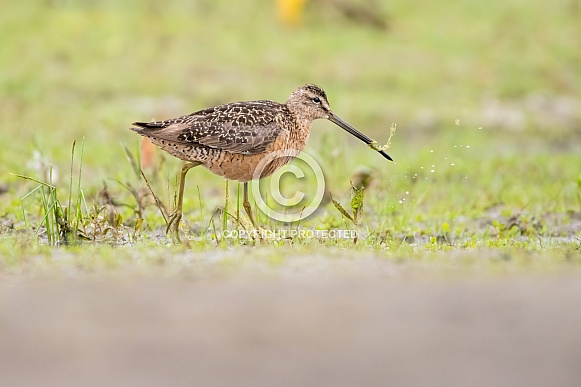 Long-billed Dowitcher