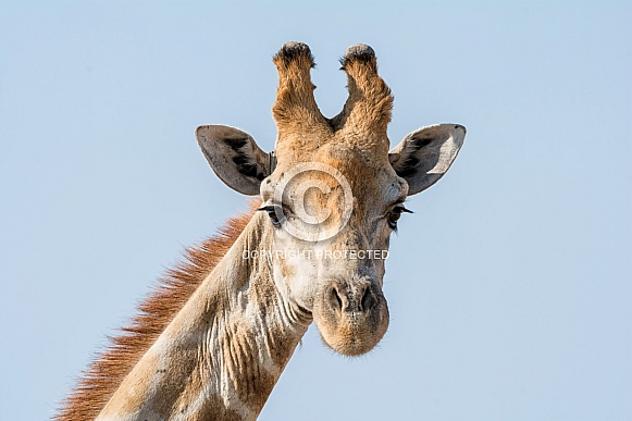 Giraffe Portrait