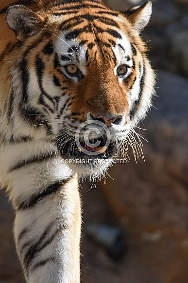 Male Amur Tiger