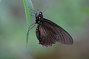 Cattleheart buterfly
