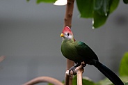 red-crested turaco