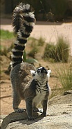 Lemur looking up