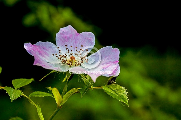 Dog Rose