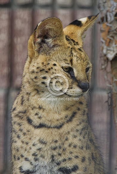 Serval
