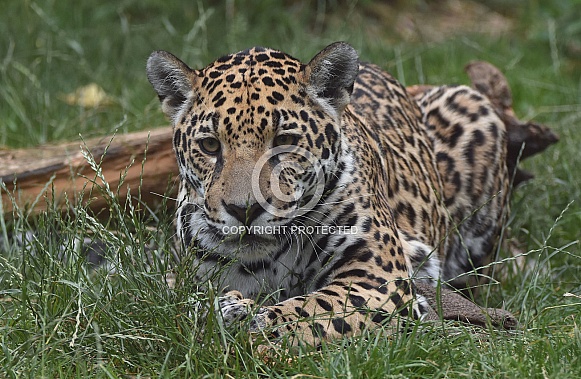 Jaguar Jaguar