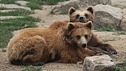 2 brown Bears