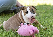 Smiling red bull terrier puppy