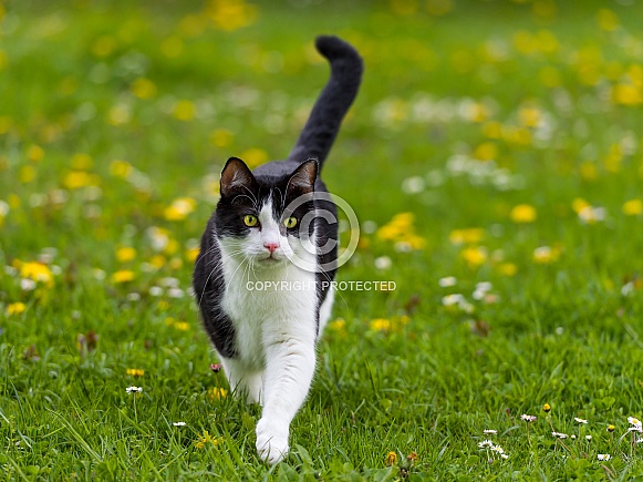 Black and White Cat Black and White Cat