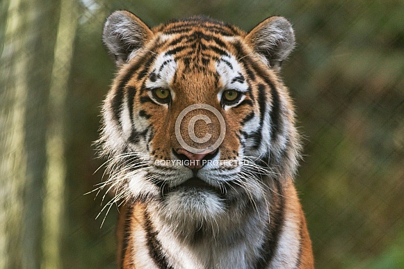 Amur Tiger Close up Amur Tiger Close up
