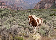 Equus caballus, domestic horse