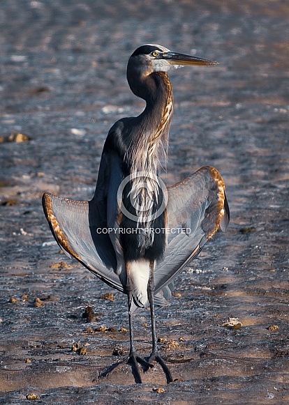 Blue Heron
