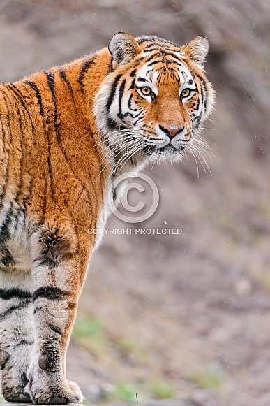 Amur Tiger