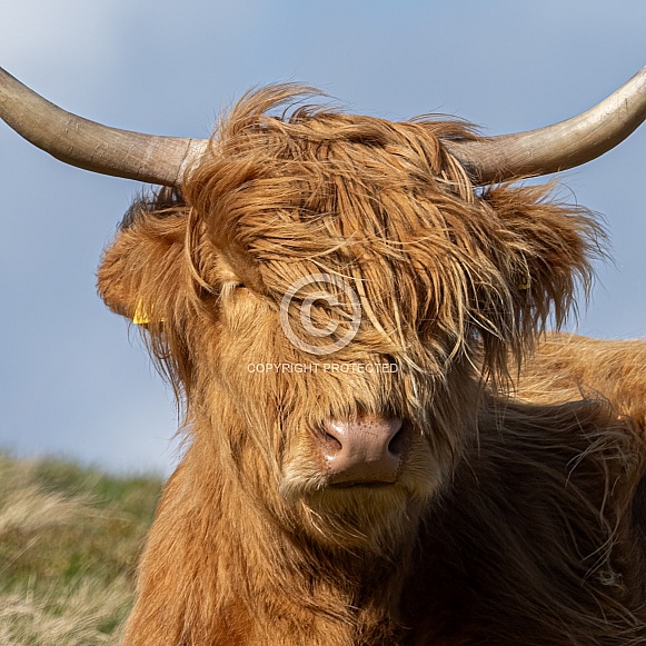 Highland cow