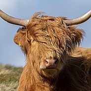 Highland cow