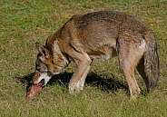 Red Wolf