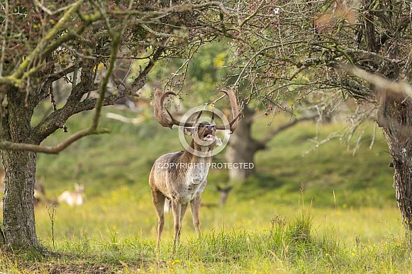 Fallow Deer
