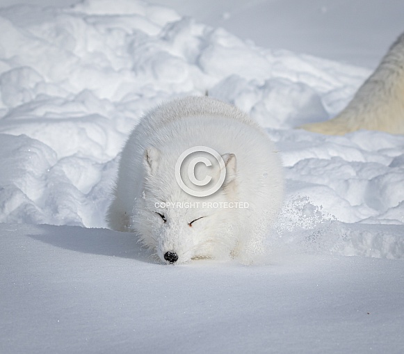 Arctic Fox in heavy snow