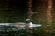 Common Loon (Gavia immer)