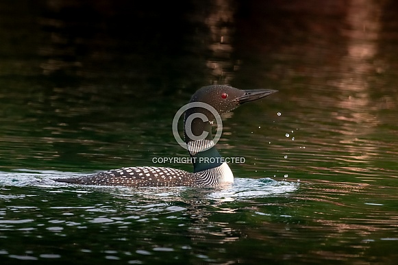 Common Loon (Gavia immer) Common Loon (Gavia immer)