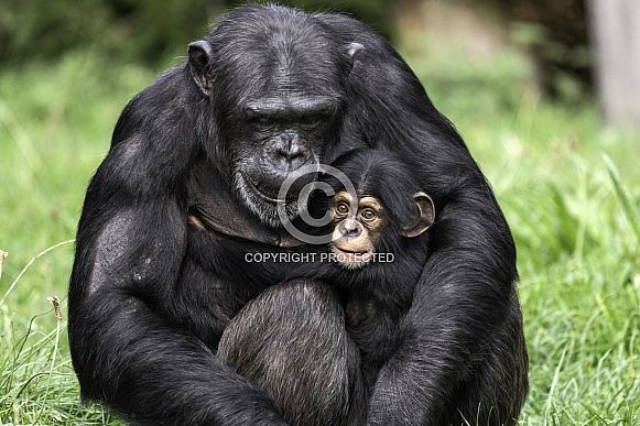 Mother and Baby Chimpanzee