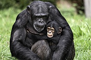 Mother and Baby Chimpanzee