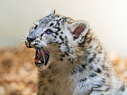 Cute snow leopard cub starting to yawn