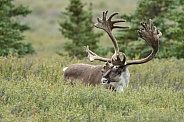 The reindeer or caribou (Rangifer tarandus)