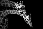 Rothschild's Giraffes Together Black and White