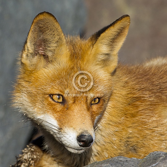 Red fox portrait Red fox portrait