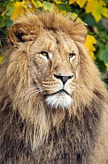 Lion (panthera Leo)