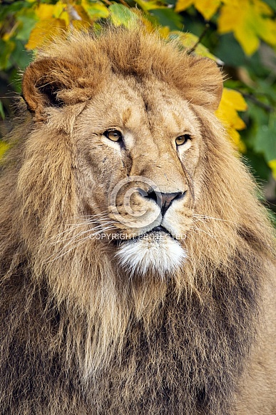 Lion (panthera Leo)