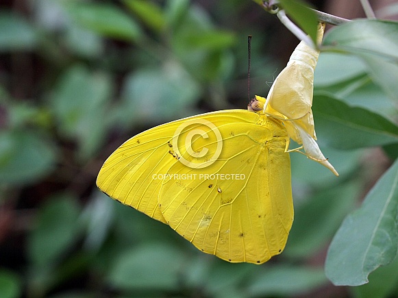 Cloudless giant sulpher (Phoebis sennae)