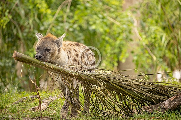 Spotted Laughing African Hyenas