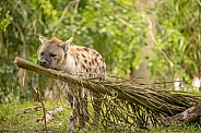 Spotted Laughing African Hyenas
