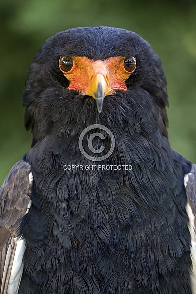 Bateleur (Terathopius ecaudatus)