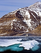Arctic landscape and Hooded Seal