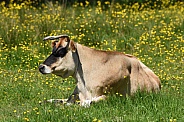 Cow in a Field of Buttercups