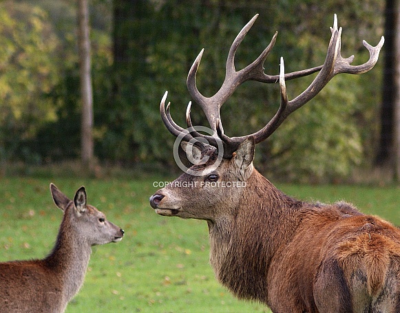 Red Deer Stag