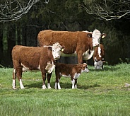 Hereford cows