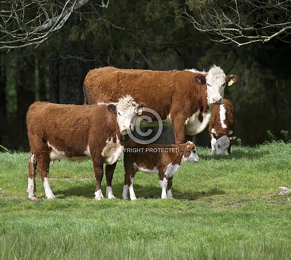 Hereford cows Hereford cows
