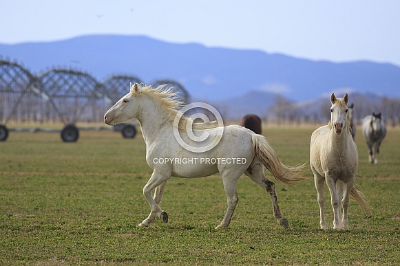 Wild Ranch Horses Wild Ranch Horses