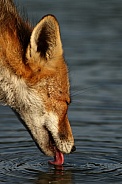 Red Fox drinking