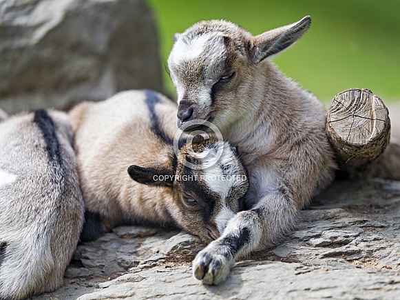 Two young goats Two young goats