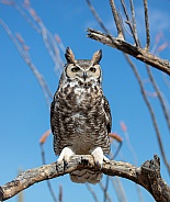 Great horned owl in a tree