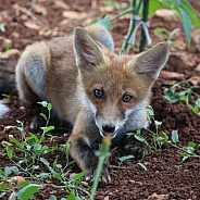 Fox In Grass